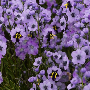 Cyanostegia sp